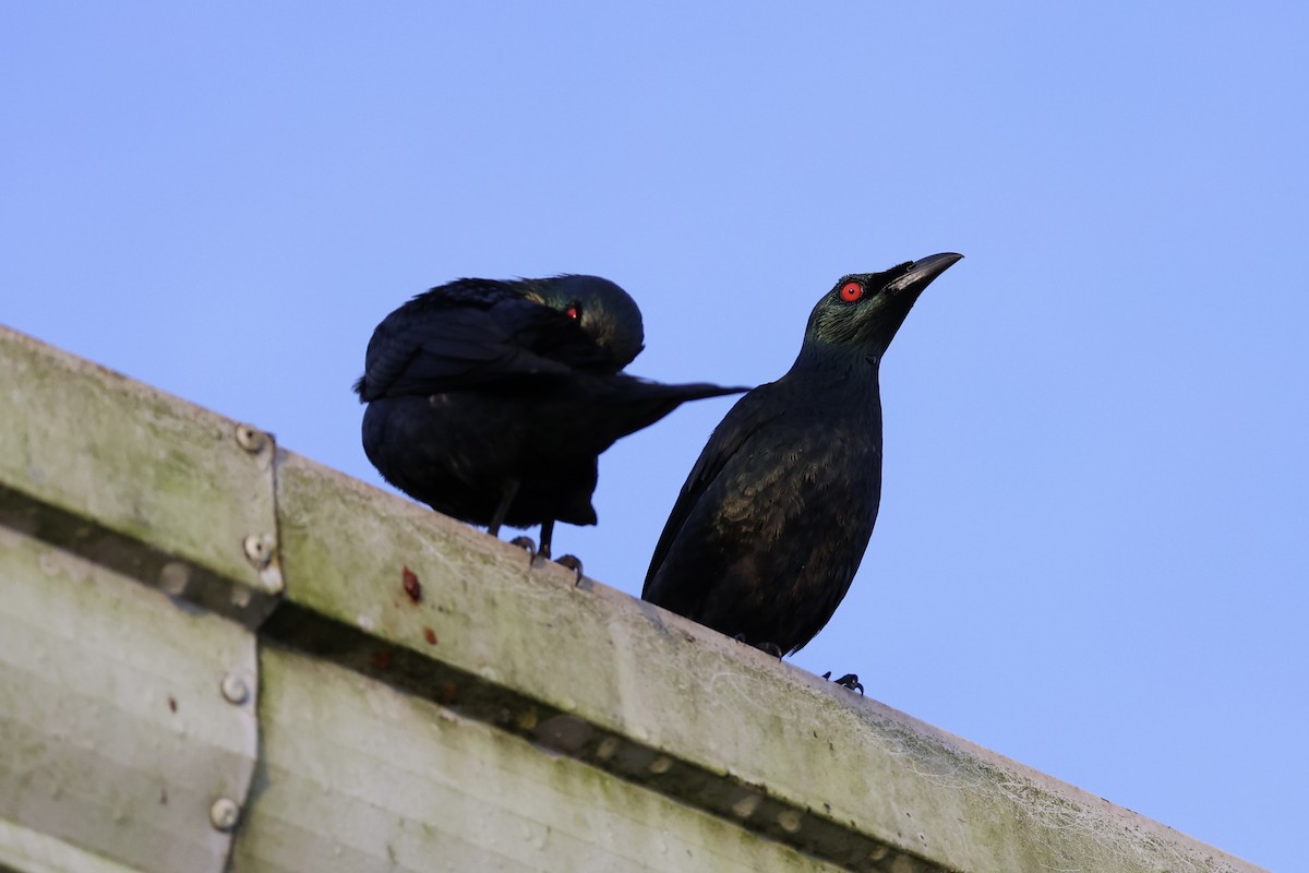 Malay Sığırcığı - ML646333102