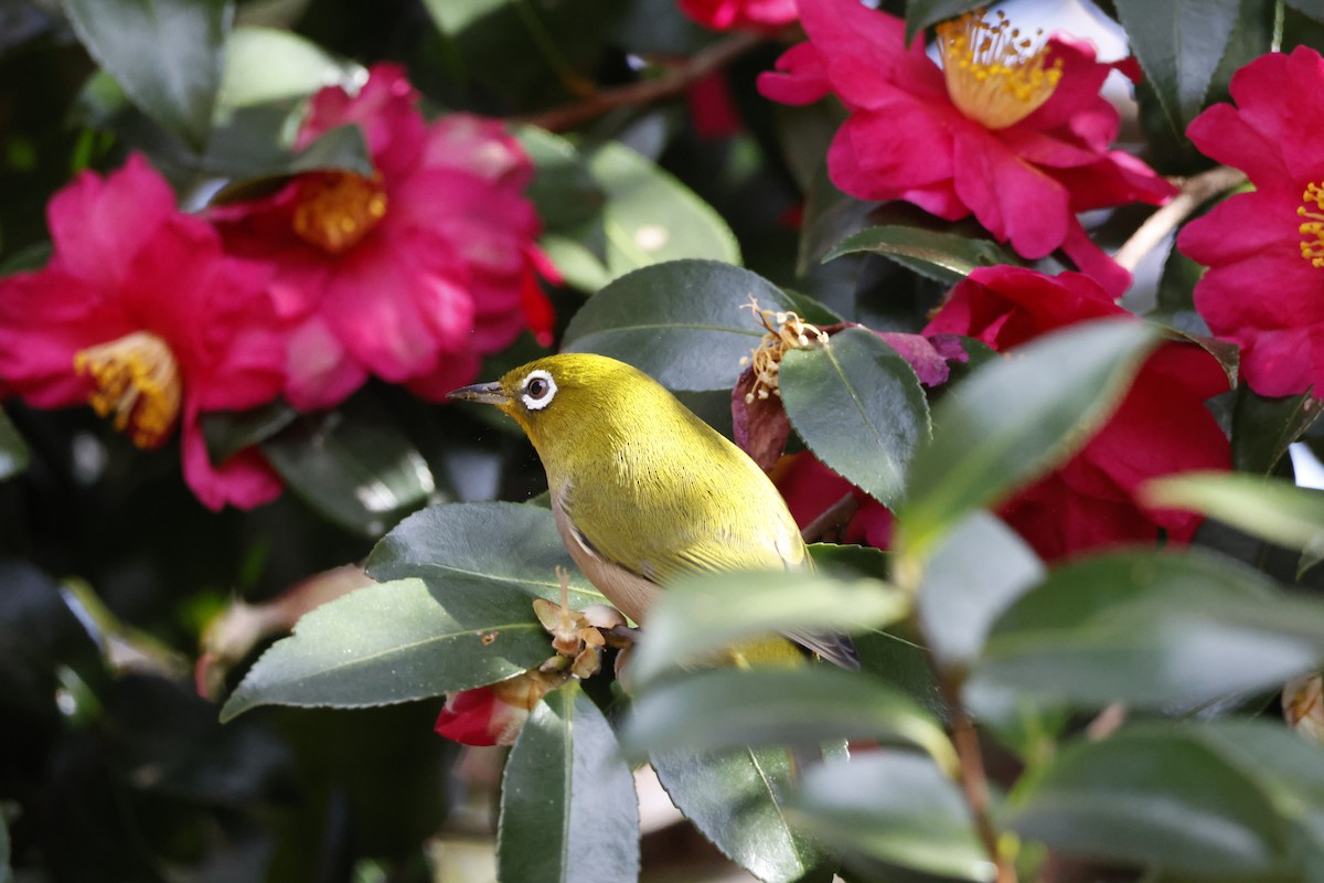 Окулярник японський - ML646333103