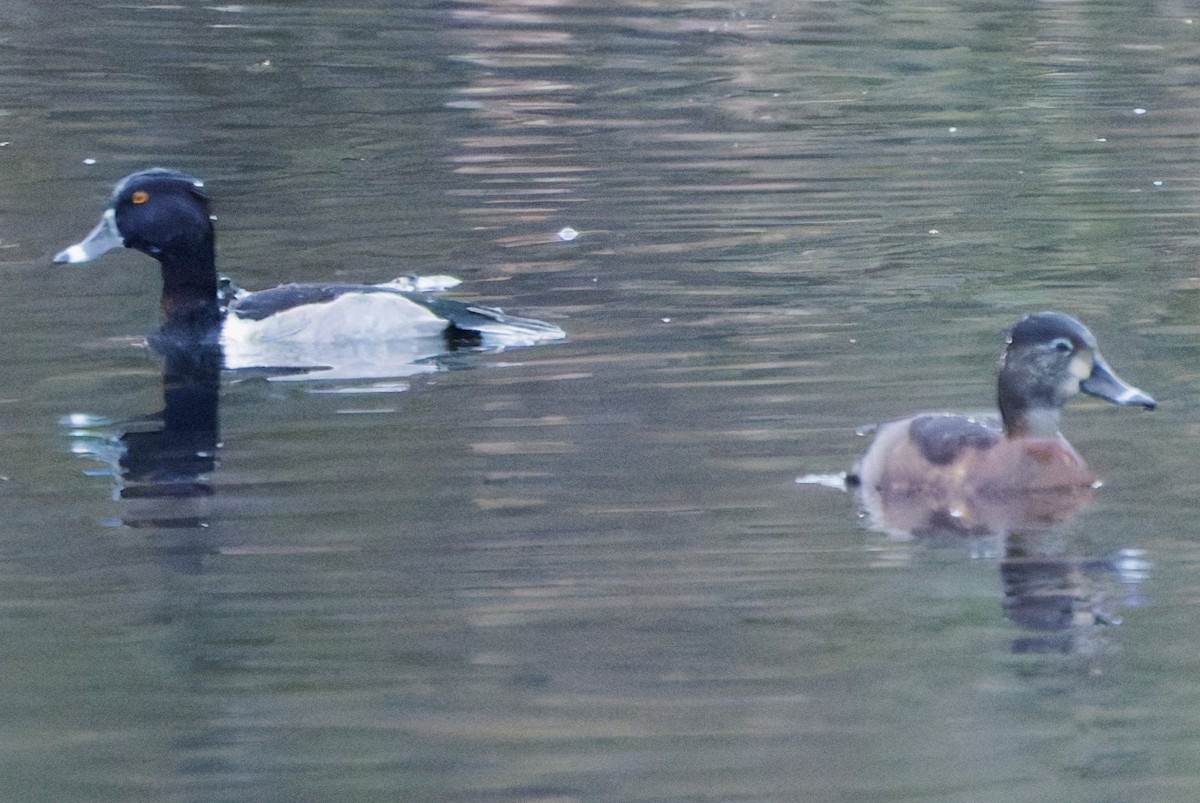 Ring-necked Duck - ML646333104