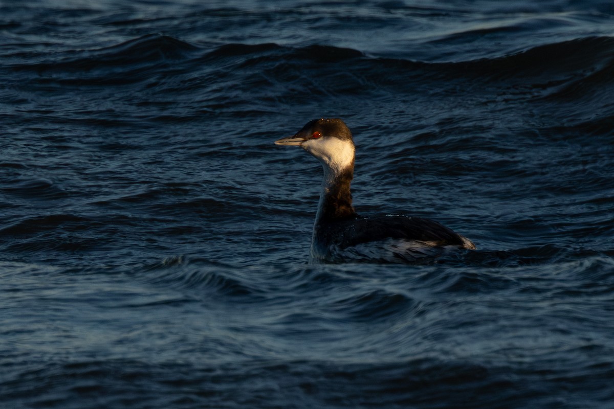 ミミカイツブリ - ML646333105