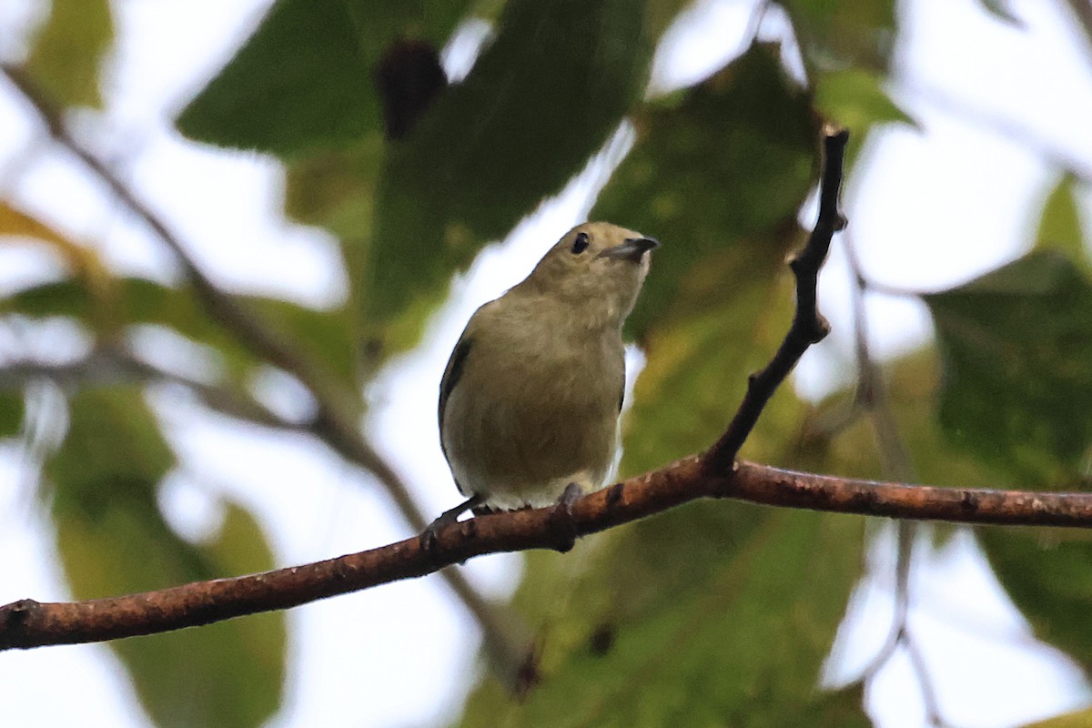 Plain Flowerpecker - ML646333107