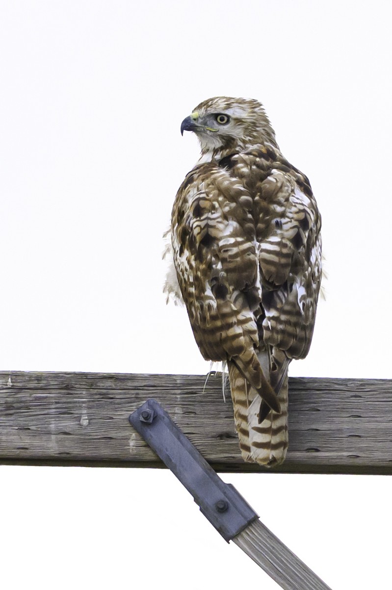 Poiana codarossa - ML646333111