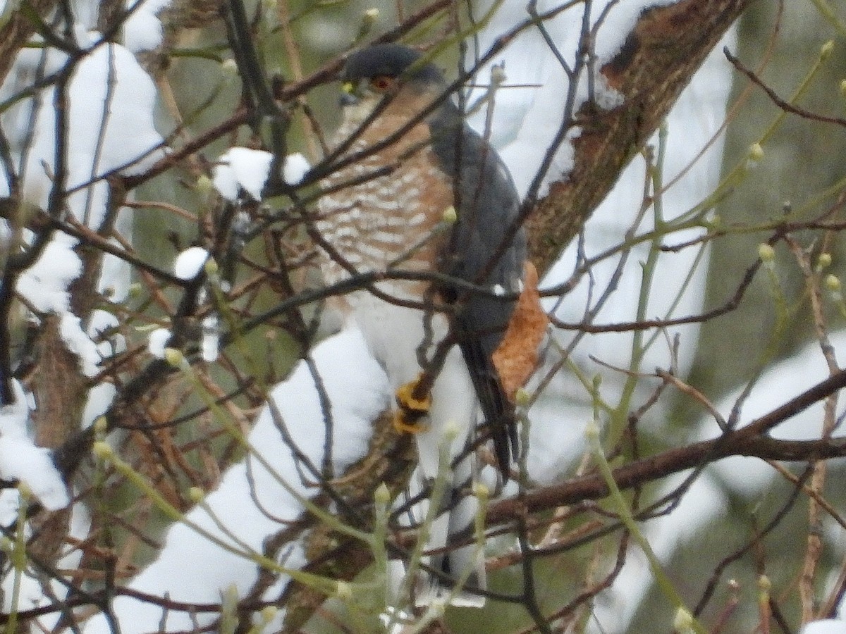 Sharp-shinned Hawk - ML646333113