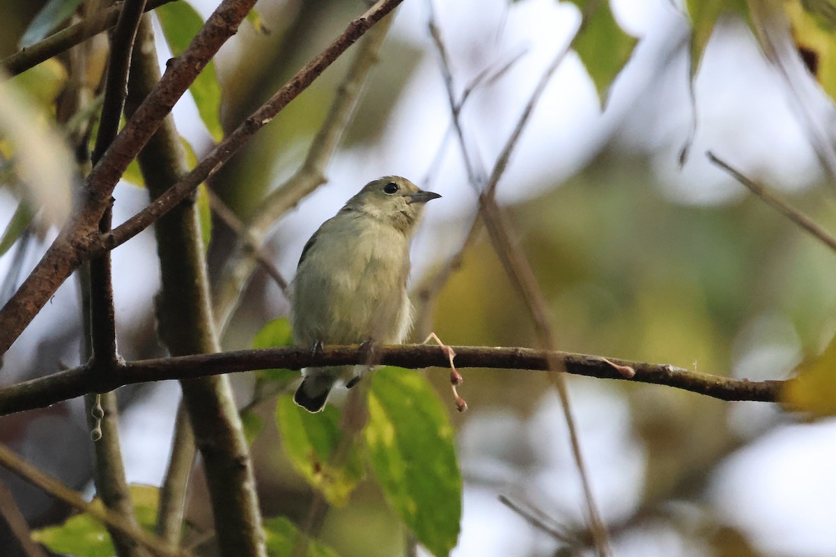 Plain Flowerpecker - ML646333116