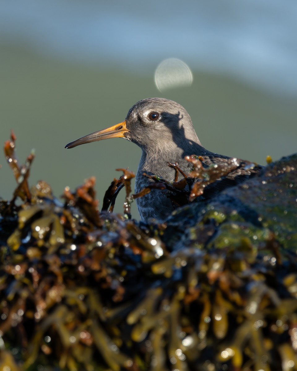 Purple Sandpiper - ML646333120