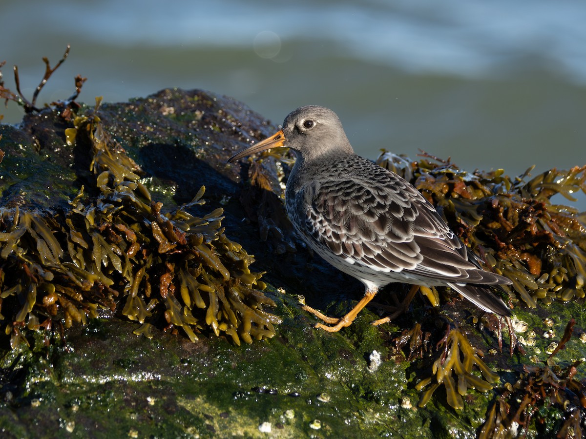 Purple Sandpiper - ML646333121