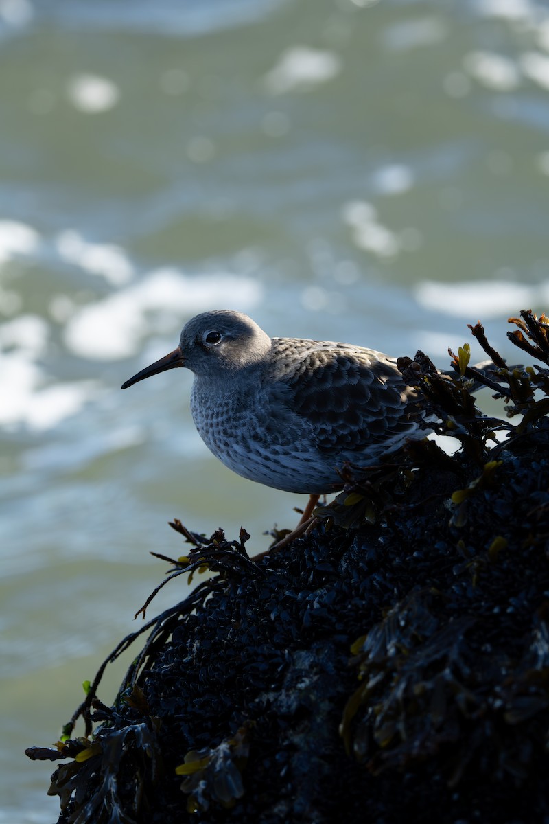 Purple Sandpiper - ML646333122