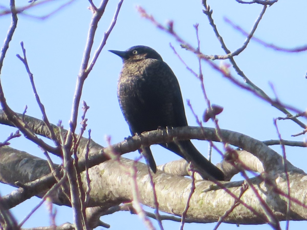 Rusty Blackbird - ML646333123