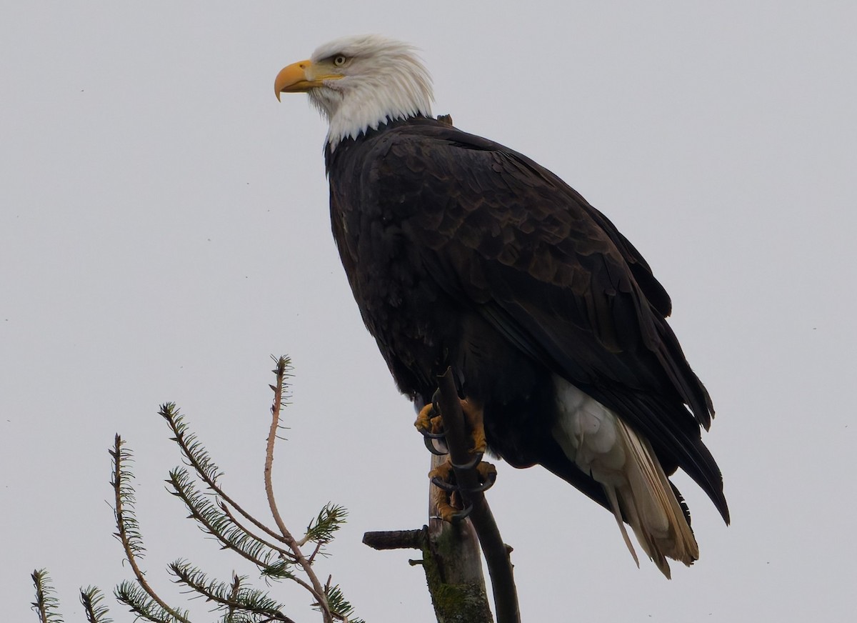 Bald Eagle - ML646333127