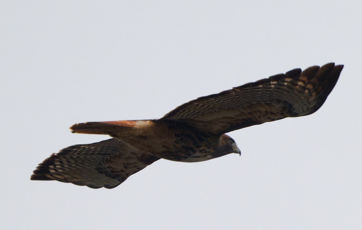 Red-tailed Hawk (calurus/alascensis) - ML646333129