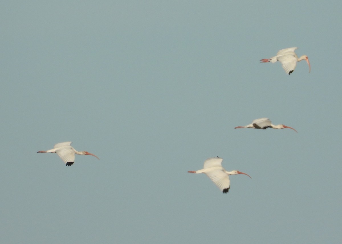White Ibis - ML646333131