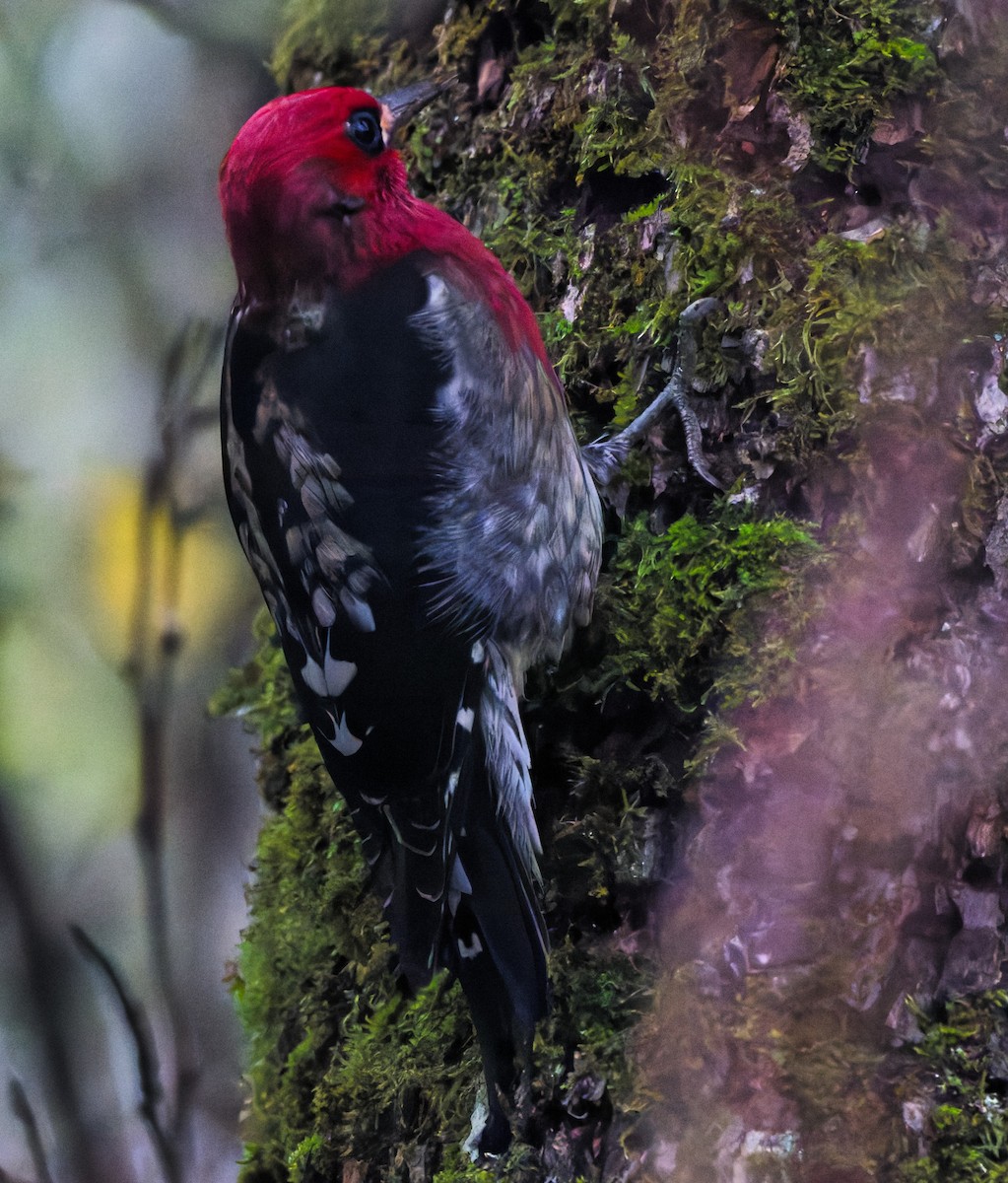 Red-breasted Sapsucker - ML646333132