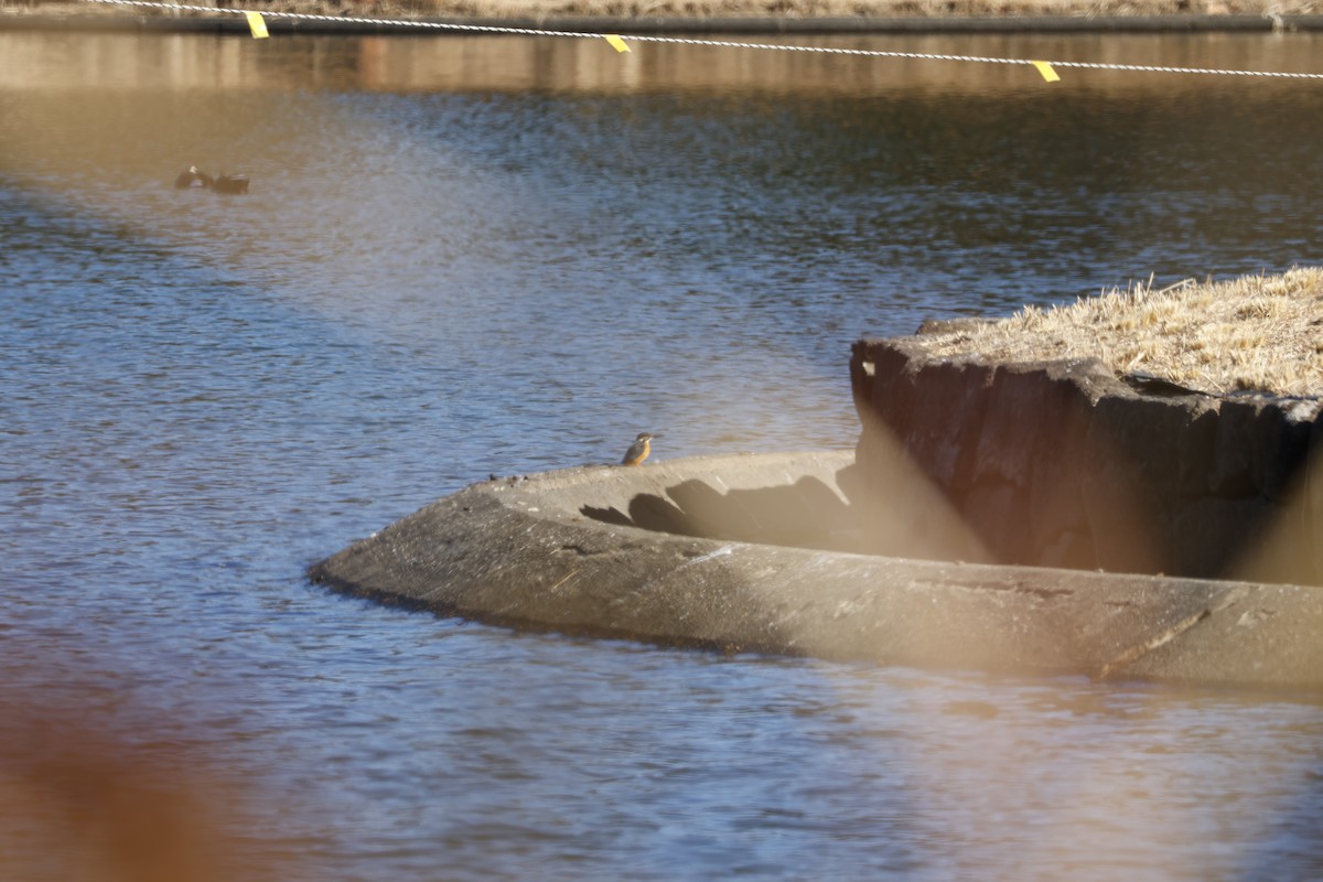 Common Kingfisher - ML646333136