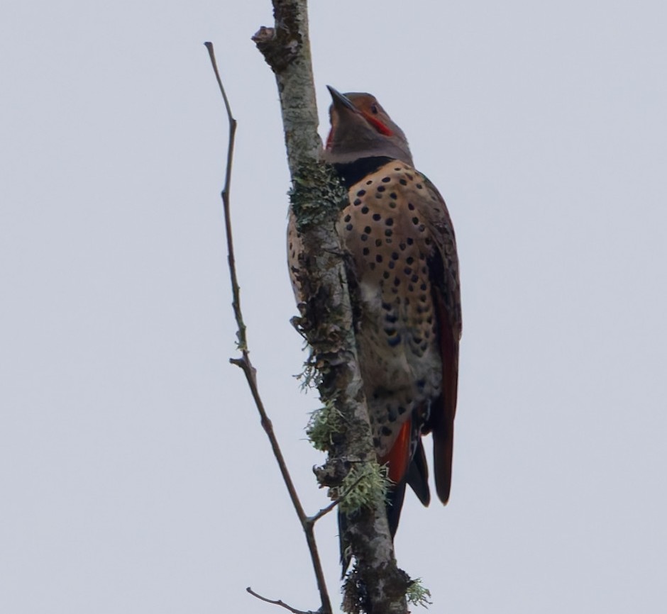 Northern Flicker (Red-shafted) - ML646333152