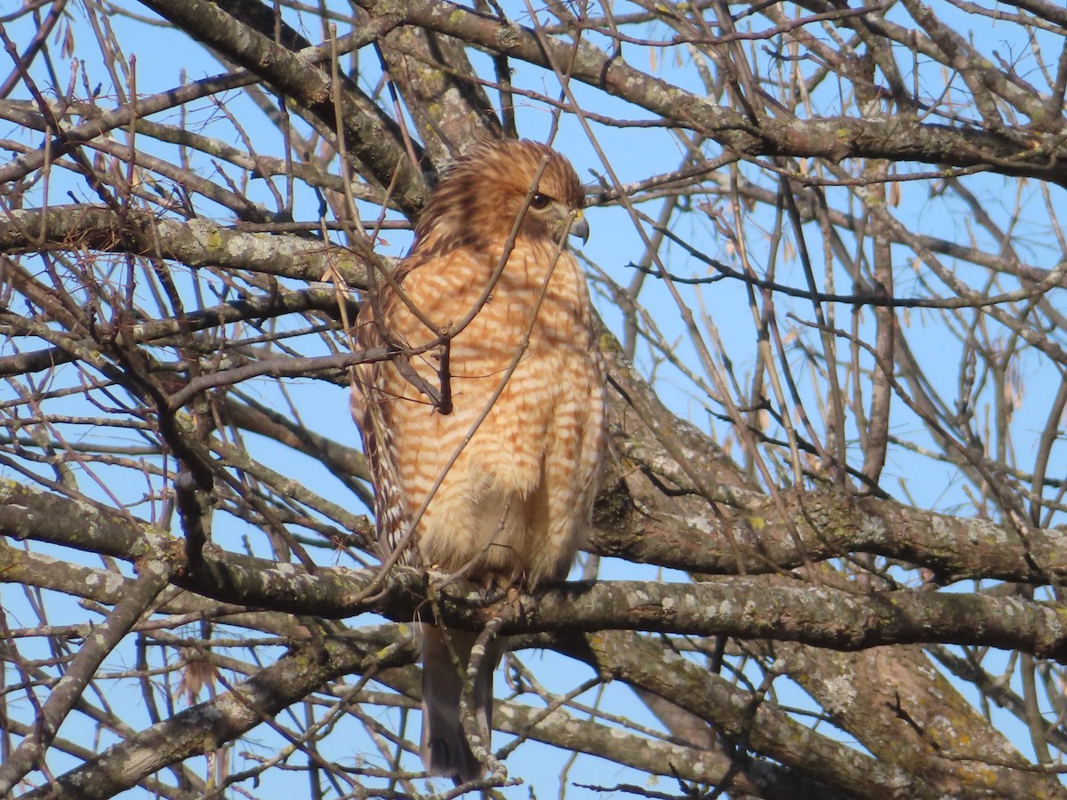 Red-shouldered Hawk - ML646333156
