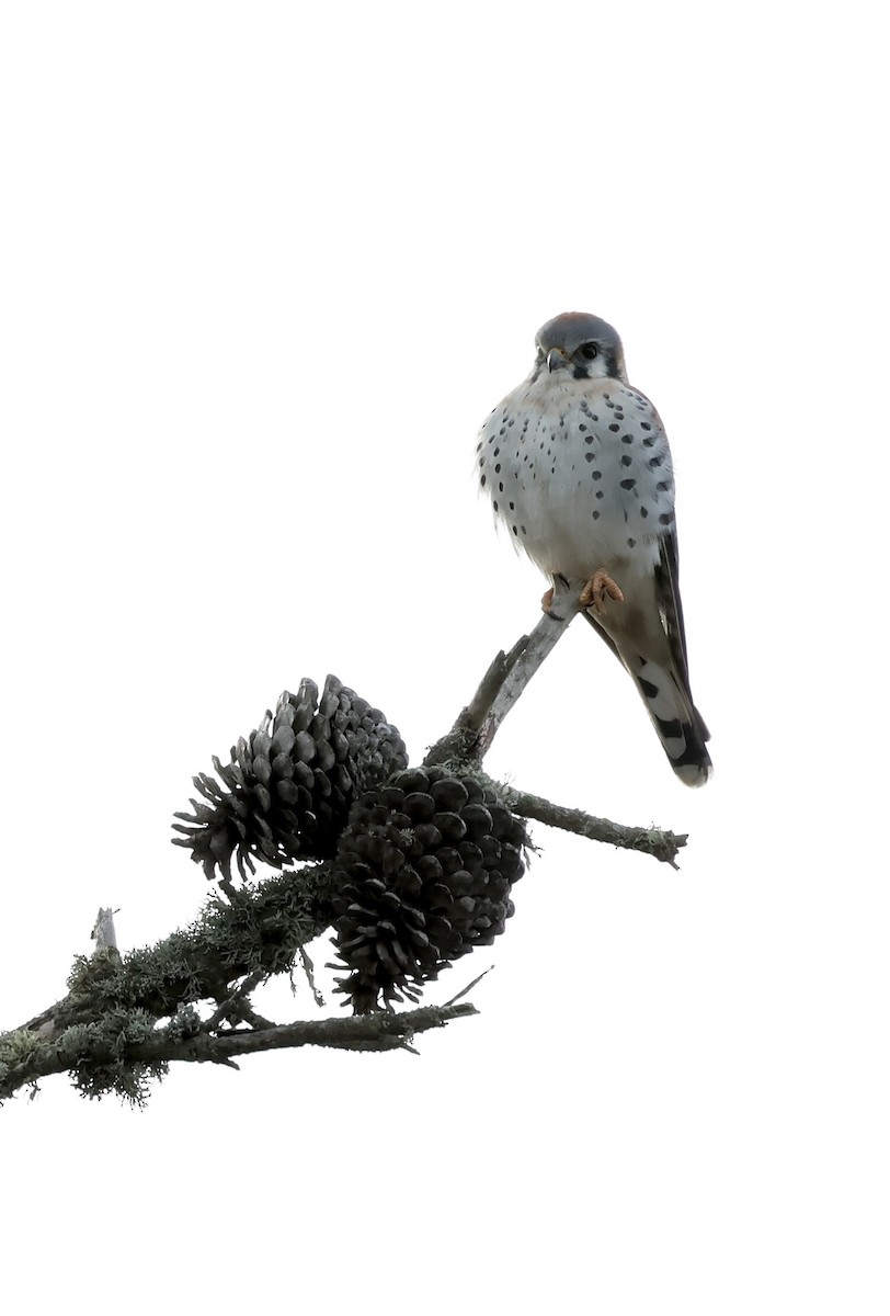 בז אמריקני - ML646333159