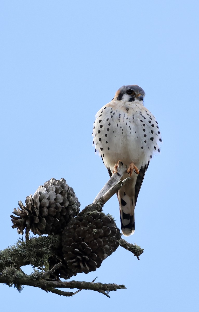 בז אמריקני - ML646333160