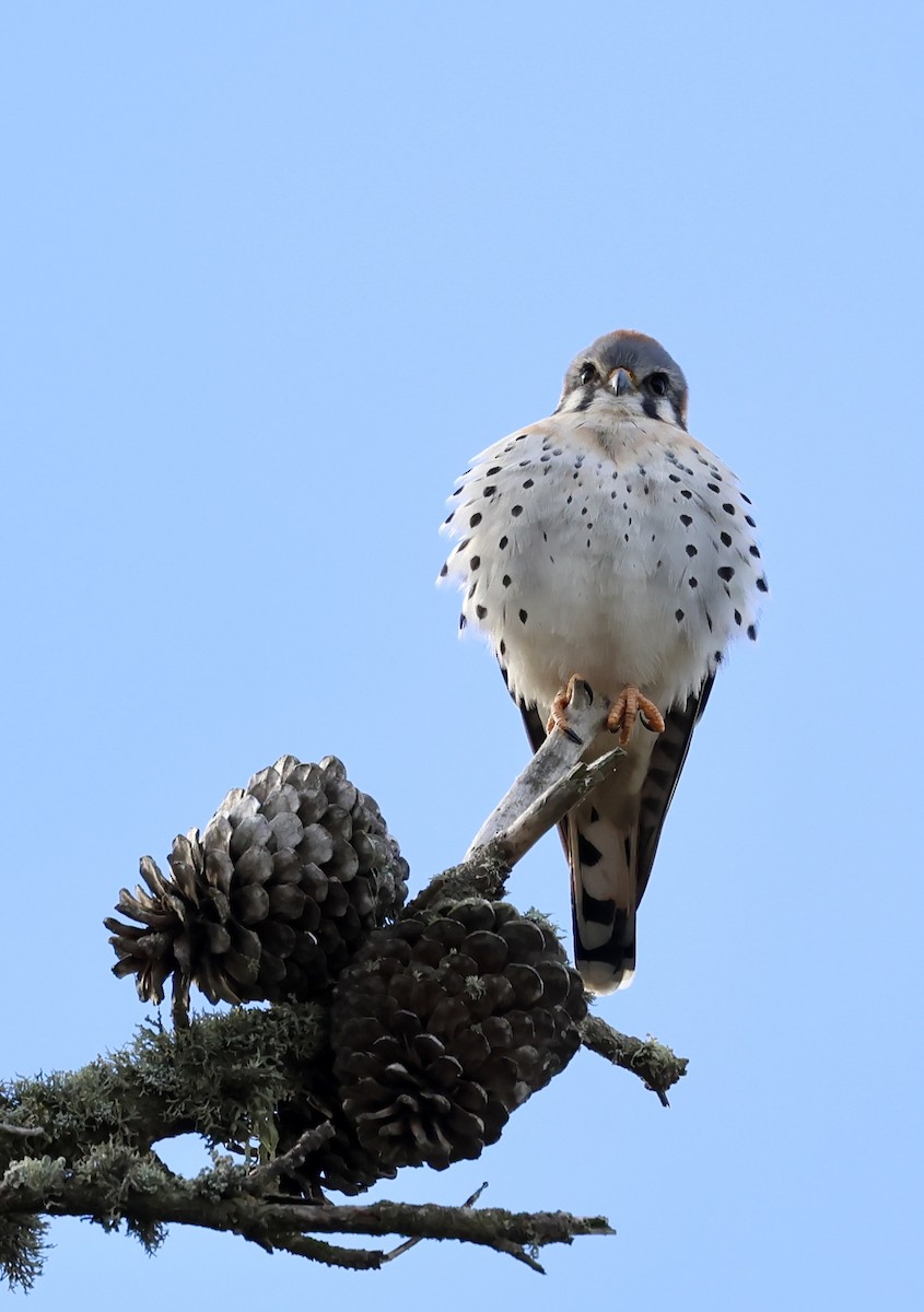 בז אמריקני - ML646333161