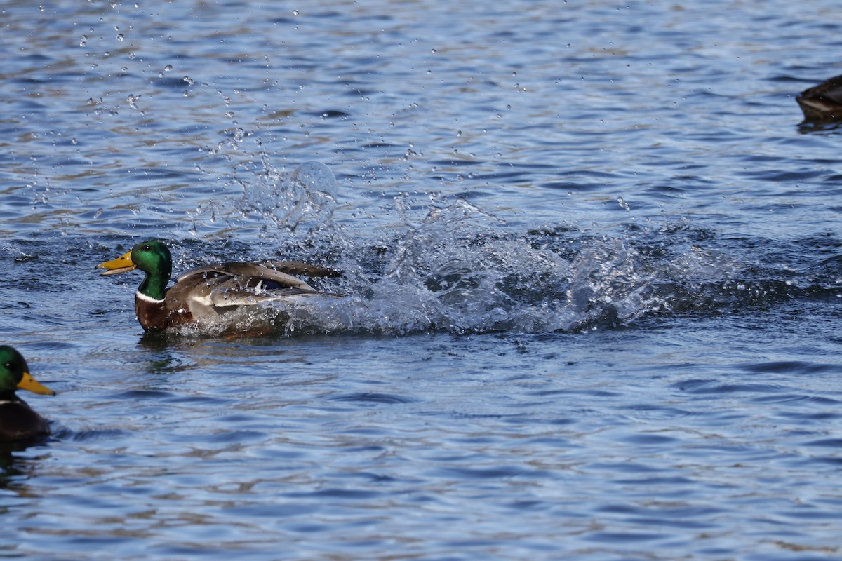 Mallard - ML646333163