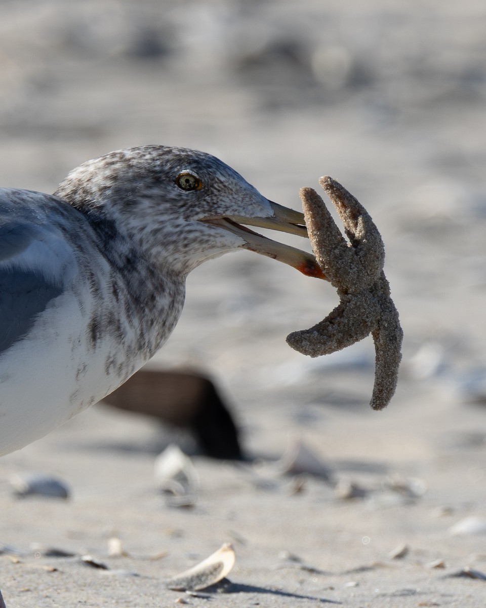 American Herring Gull - ML646333164