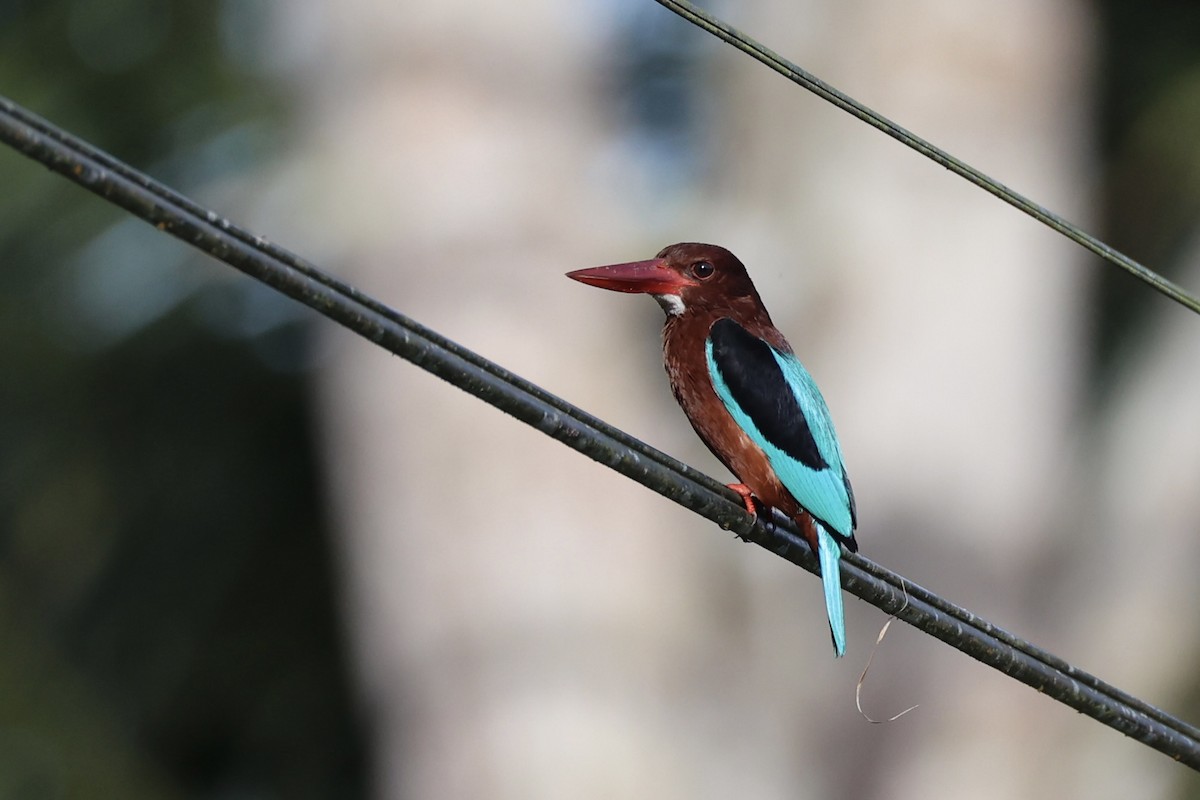 Brown-breasted Kingfisher - ML646333165