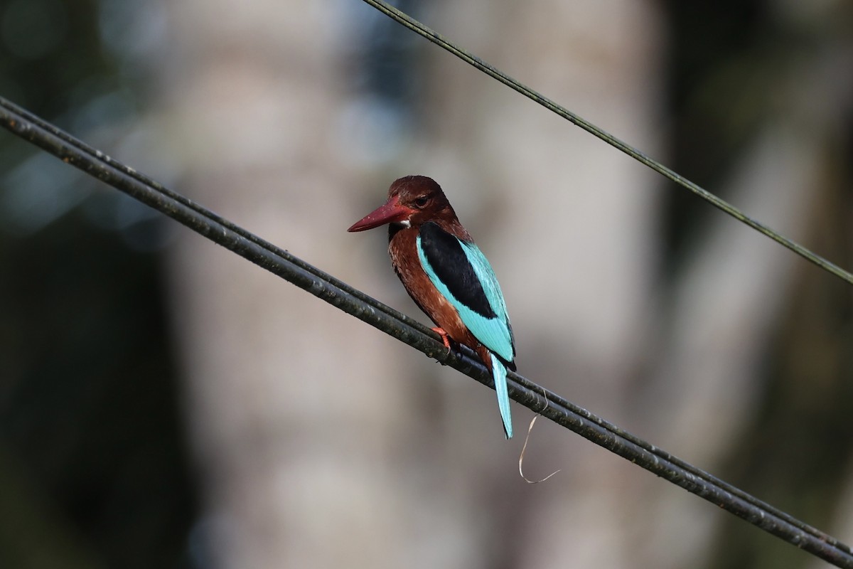 Brown-breasted Kingfisher - ML646333166