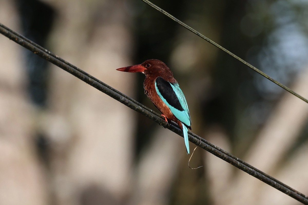 Brown-breasted Kingfisher - ML646333167