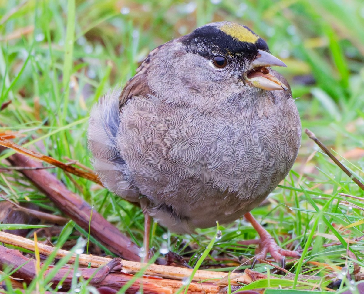 Golden-crowned Sparrow - ML646333168