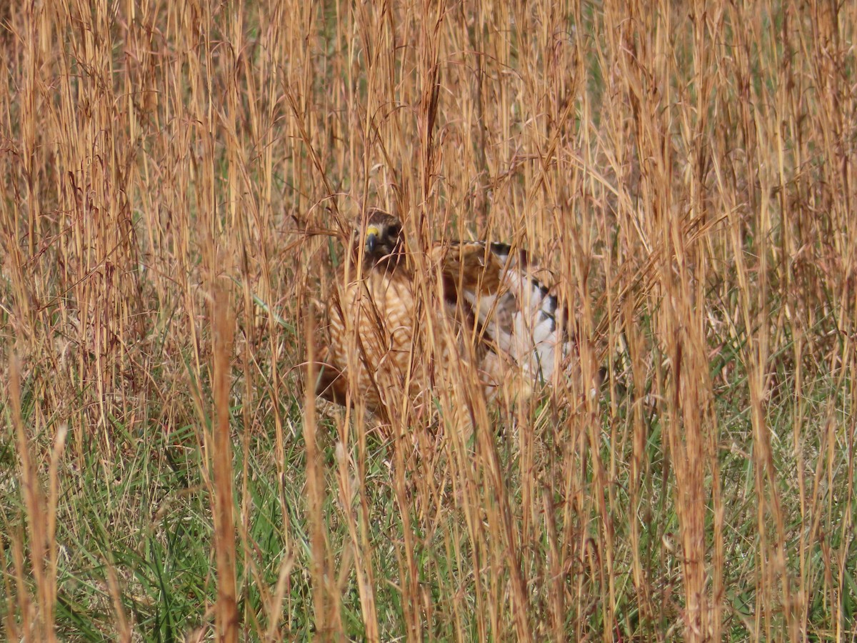 Red-shouldered Hawk - ML646333170