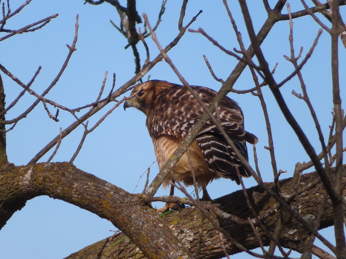 Red-shouldered Hawk - ML646333171