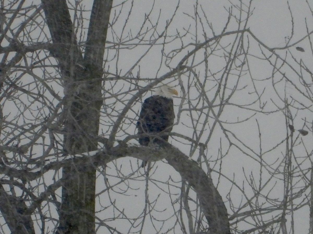 Bald Eagle - ML646333172