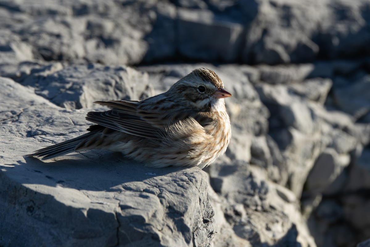 Savannah Sparrow - ML646333173