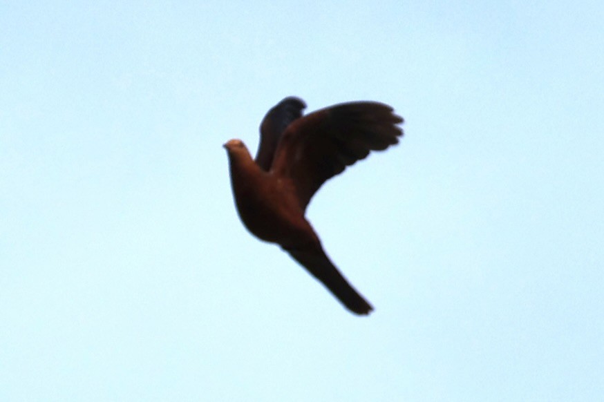 Philippine Cuckoo-Dove - ML646333174