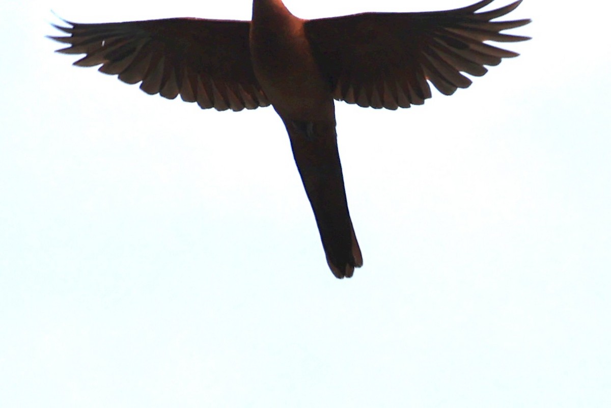Philippine Cuckoo-Dove - ML646333175