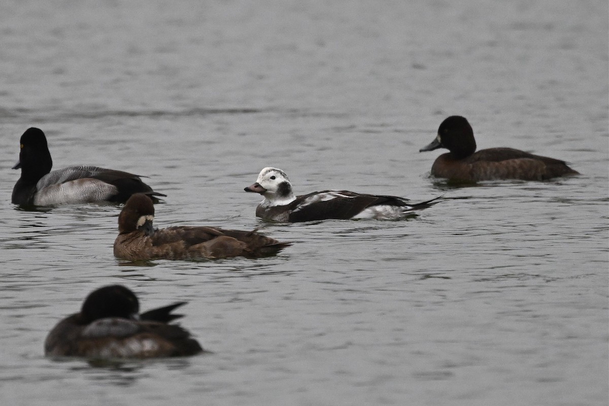 Long-tailed Duck - ML646333183