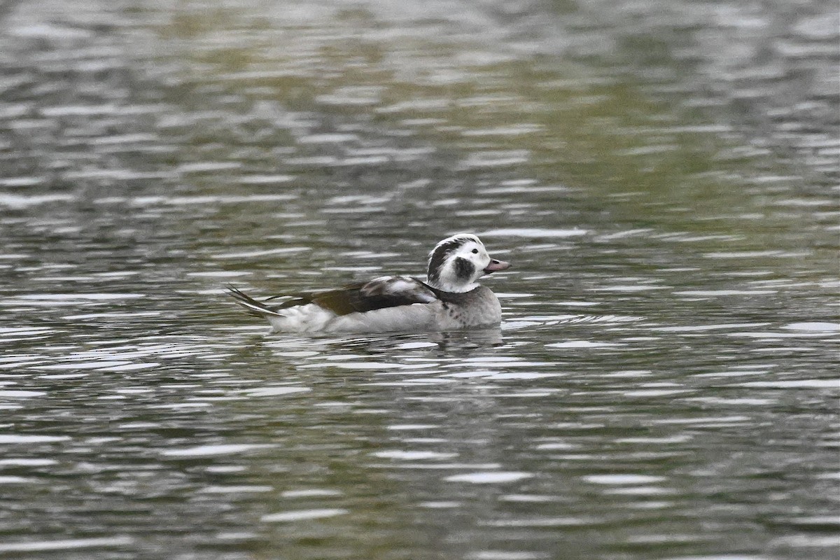 Long-tailed Duck - ML646333184