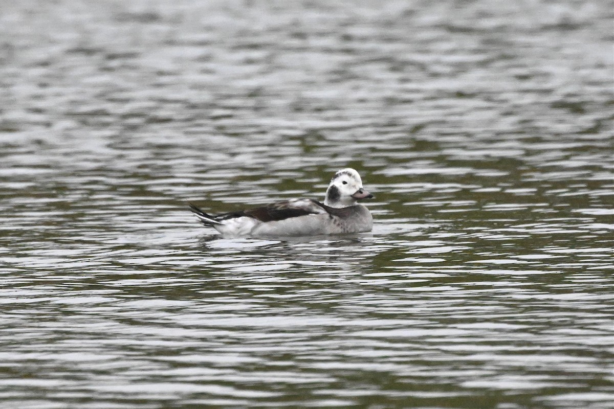 Long-tailed Duck - ML646333185