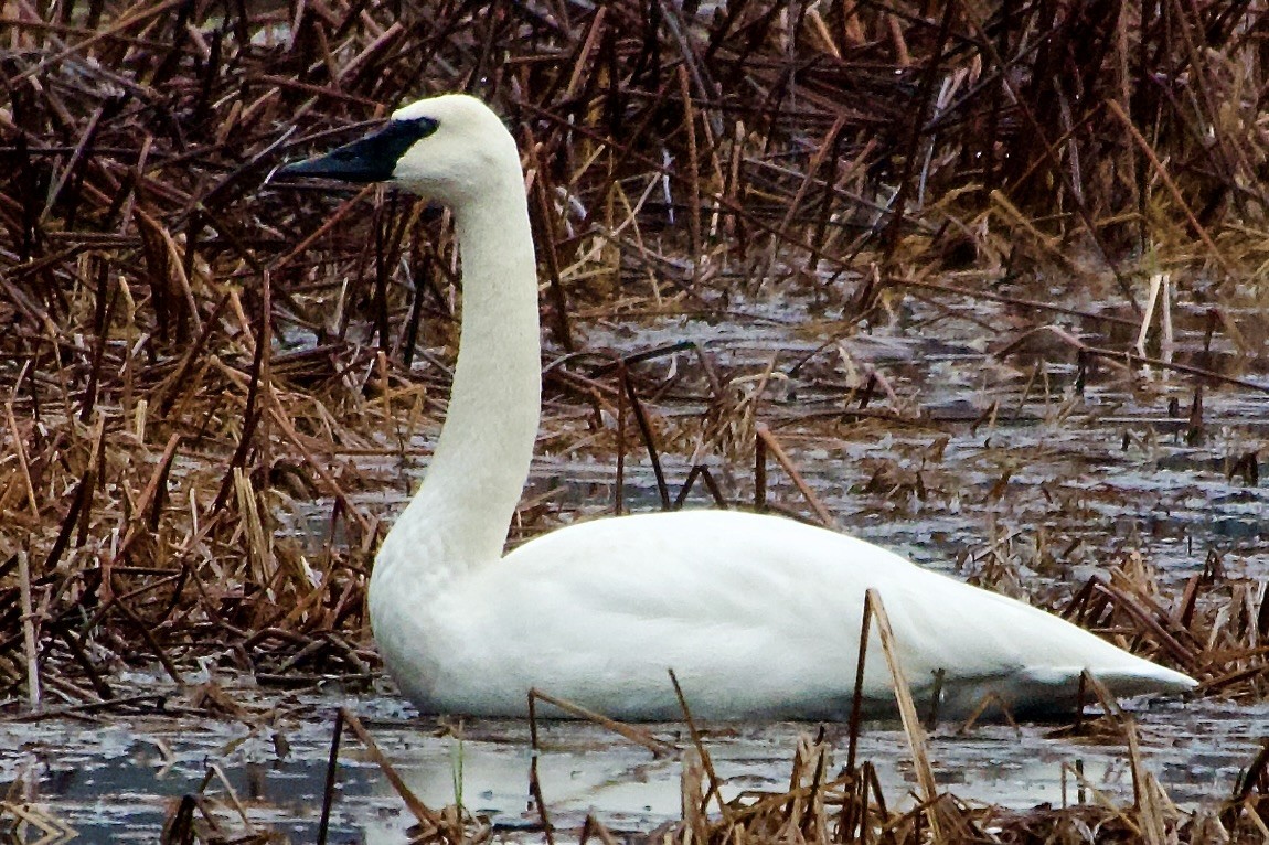 Trumpeter Swan - ML646333189
