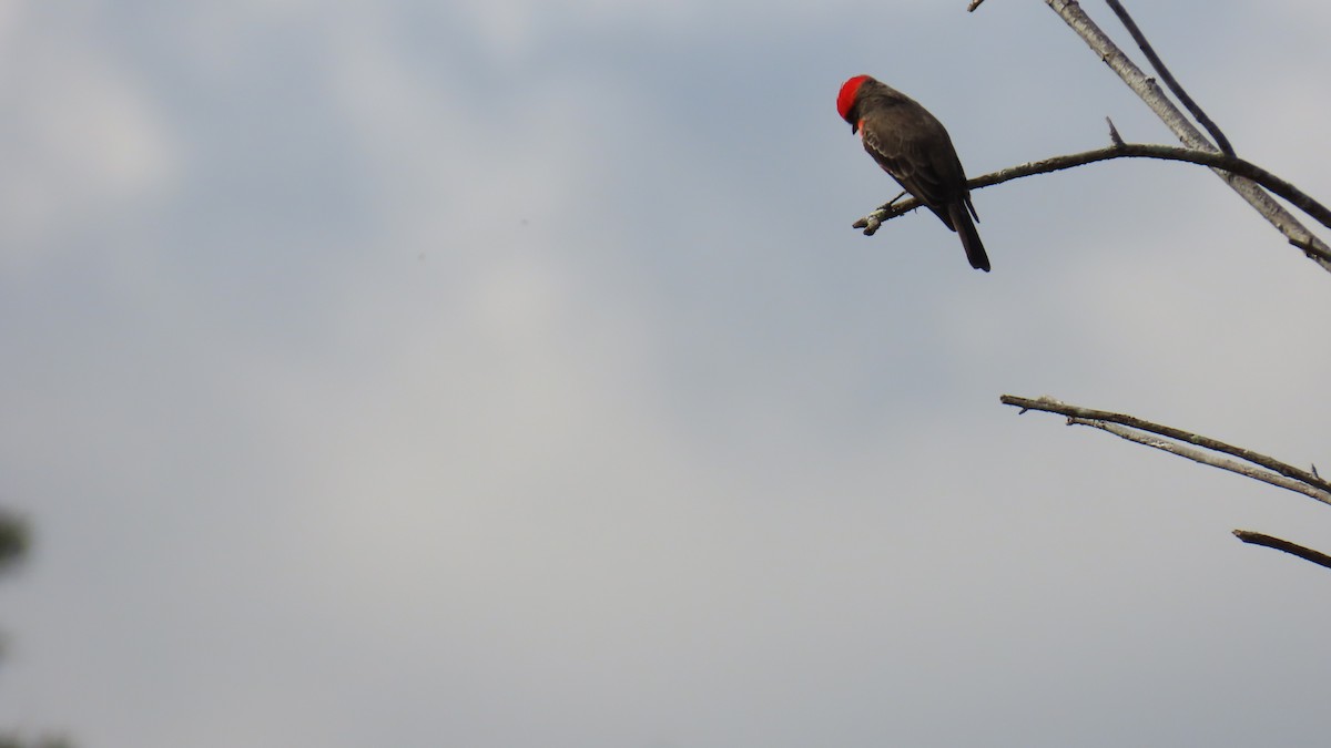 Vermilion Flycatcher - ML646333192