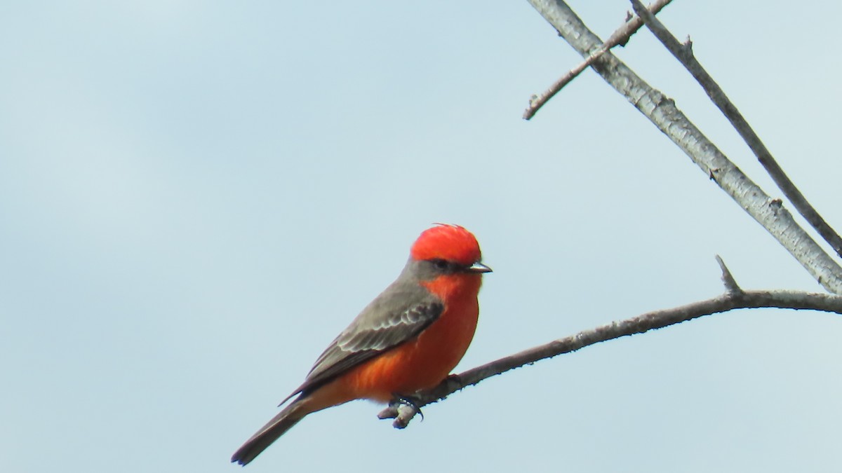 Vermilion Flycatcher - ML646333193