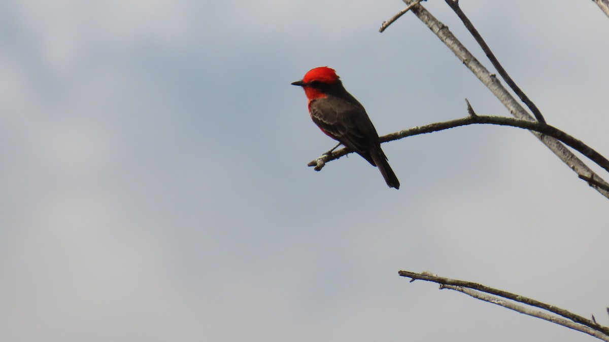 Vermilion Flycatcher - ML646333194