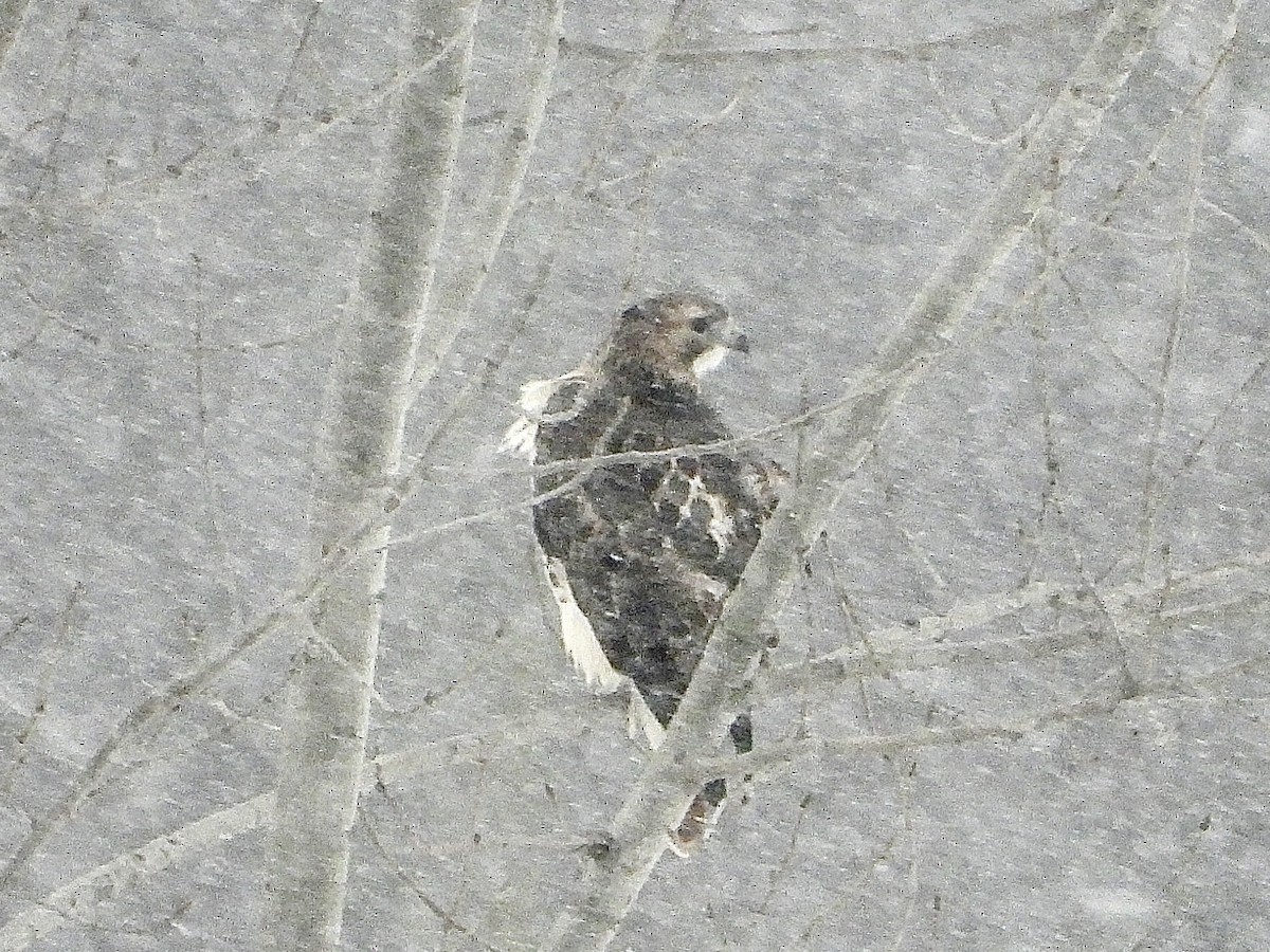 Red-tailed Hawk - ML646333195