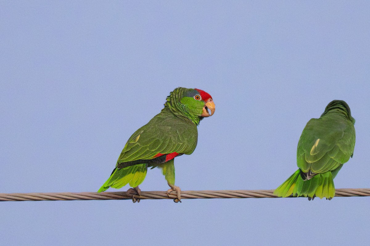 Red-crowned Amazon - ML646333200