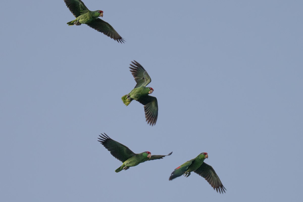 Red-crowned Amazon - ML646333208