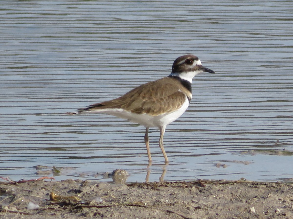 Killdeer - ML646333210