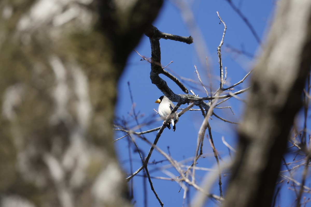 Japanese Grosbeak - ML646333233