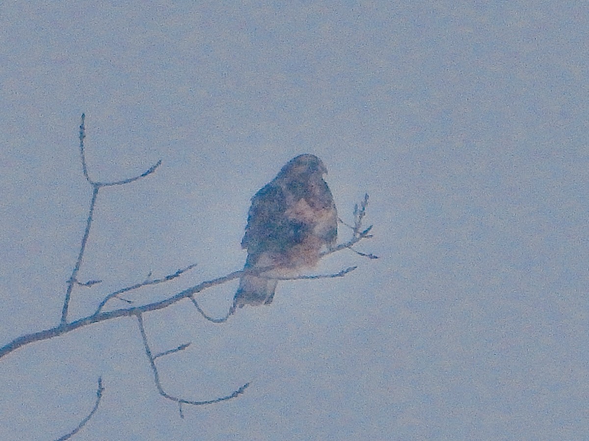 Rough-legged Hawk - ML646333235