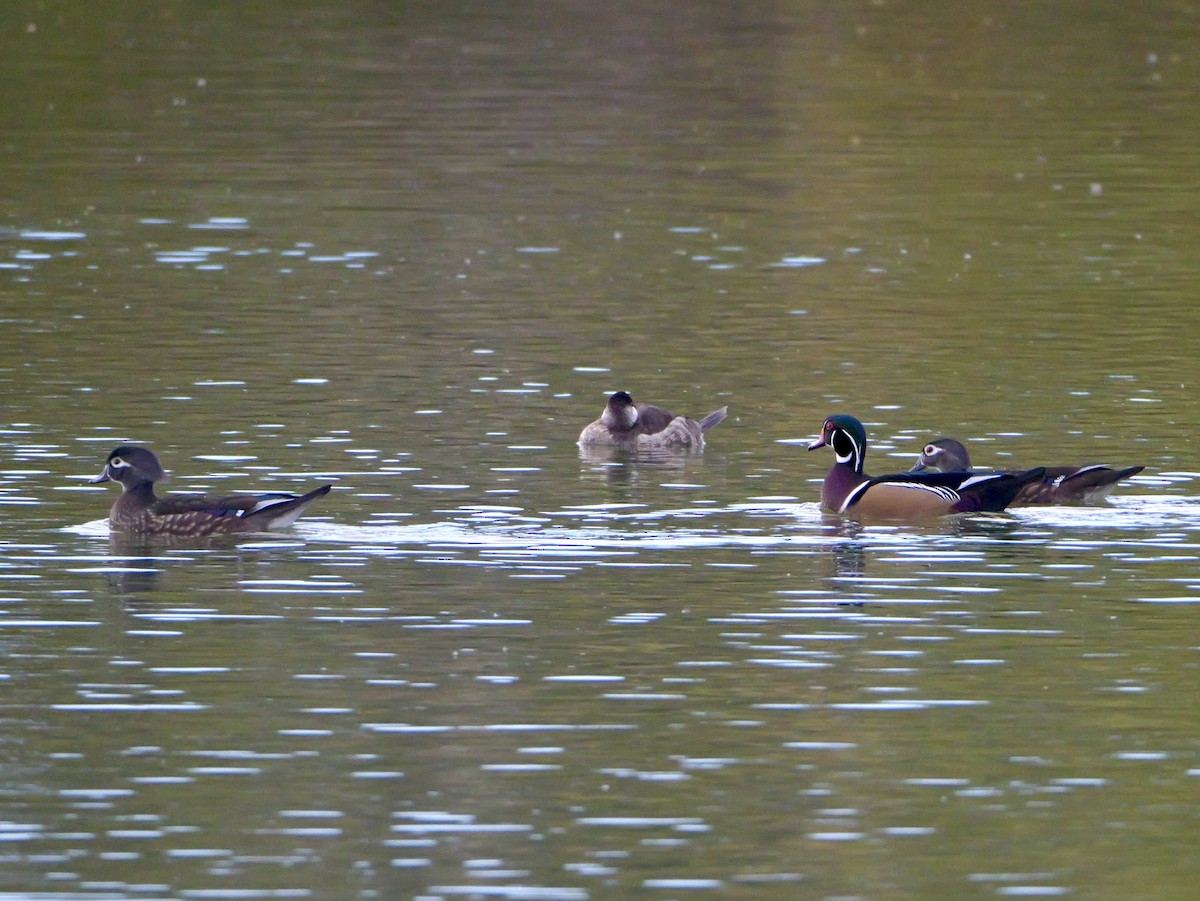 Wood Duck - ML646333237