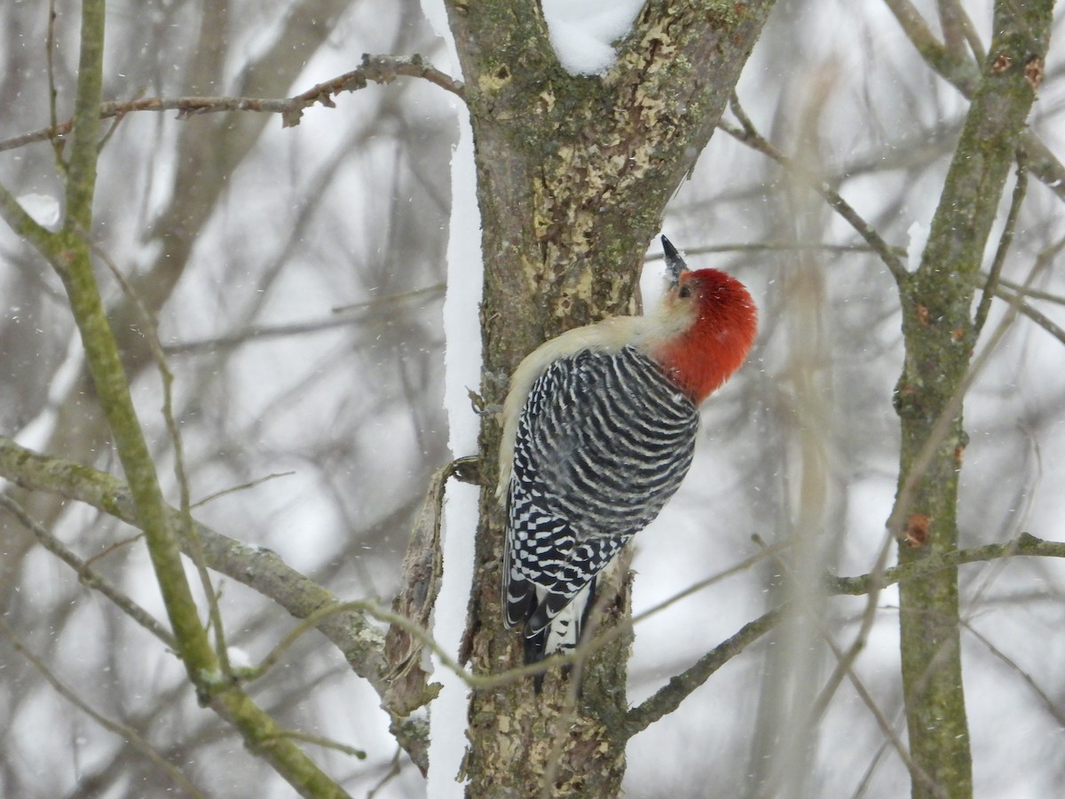 Red-bellied Woodpecker - ML646333239