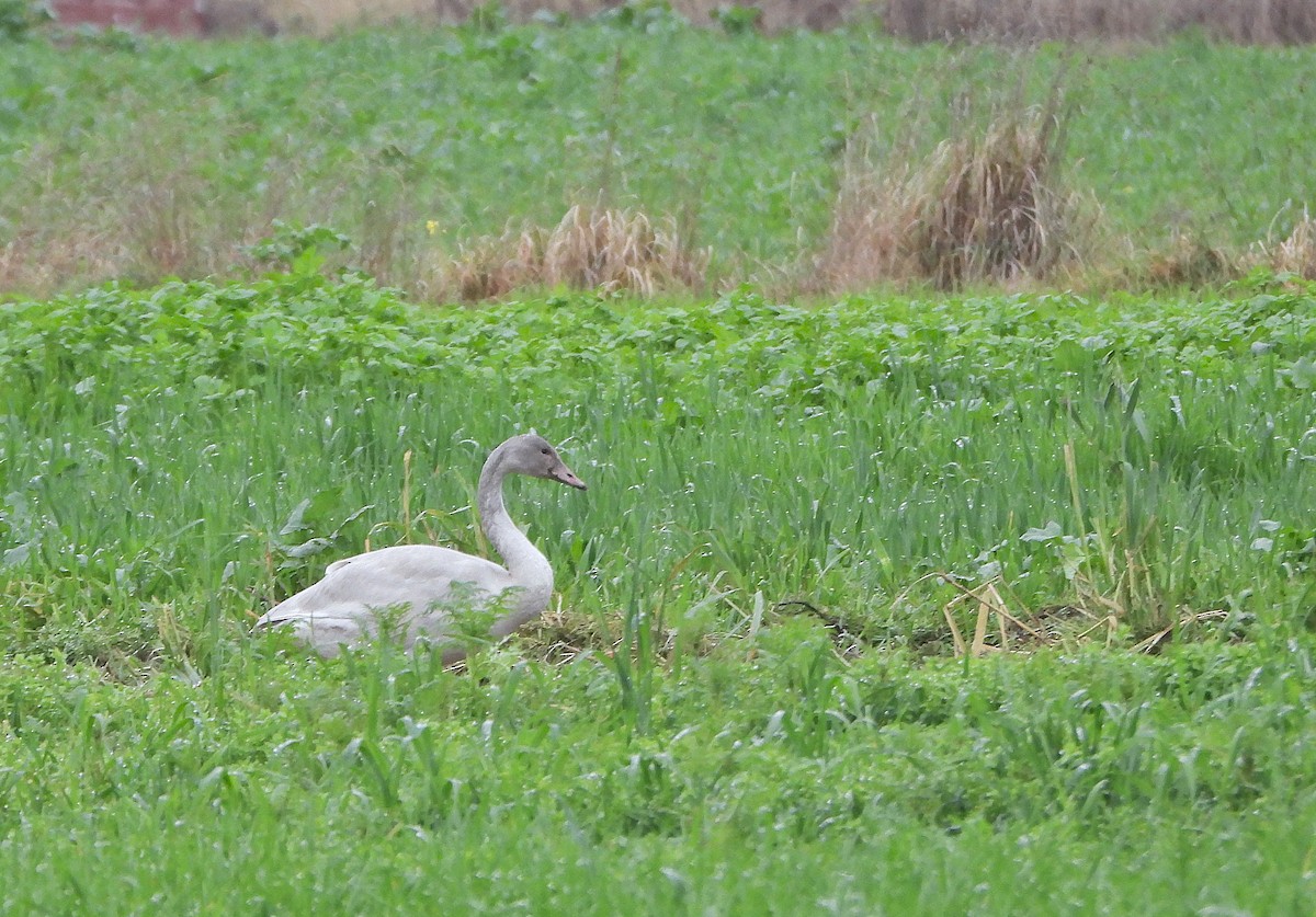 Гунгар хун - ML646333240